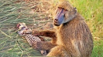Бабуин украл детеныша у леопарда - «Животные приколы»