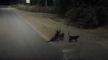 Две кошки помогли раненой собаке перейти дорогу - «Животные приколы»