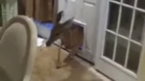 Какой-то олень пришел в дом без приглашения - «Видео приколы»