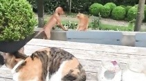Кошка отбила собаку от другого кота - «Животные приколы»