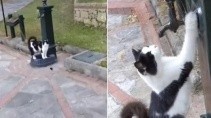 Кот попросил помощи у человека включить кран с водой - «Животные приколы»