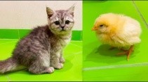 Котенок Буся впервые увидел желтого цыпленка - «Животные приколы»