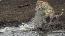 Крокодил поймал гепарда и утащил его под воду - «Животные приколы»