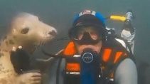 Ласковый тюлень флиртует с водолазом - «Животные приколы»