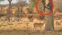 Леопард настиг импалу прыжком с дерева - «Животные приколы»