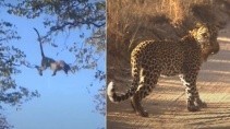 Леопард удивил туристов своим поведением - «Животные приколы»