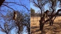 Леопард в прыжке поймал птицу в 8 метрах о земли - «Животные приколы»