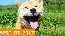 Лучшие приколы с животными за 2017 год - «Животные приколы»