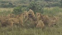 Львицы против льва кочевника - «Животные приколы»