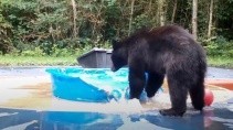 Медведь напал на бассейн и уничтожил его - «Животные приколы»