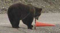 Медведь поставил на место дорожной конус - «Животные приколы»