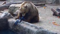 Медведь спас ворону в зоопарке - «Животные приколы»