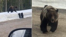 Медведица атаковала туристов которые напугали ее детенышей - «Животные приколы»
