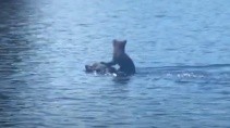 Медведица переплывает озеро с медвежонком на голове - «Животные приколы»