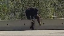 Медвежонок показал брату как нужно забираться на барьер - «Животные приколы»