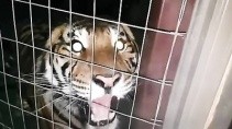 Могучий рык тигра напугал смотрителя зоопарка - «Животные приколы»