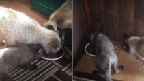 Наглый лисенок стащил у котов миску с едой - «Животные приколы»