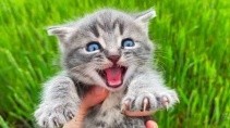 Нашли маленького котеночка в густой траве - «Животные приколы»