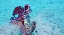 Охота осьминога на каменную рыбу на дне Красного моря - «Животные приколы»