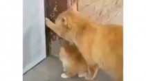 Подлый кот против бедного котенка - «Животные приколы»