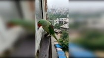 Попугай стучит в окно чтобы ему открыли - «Животные приколы»