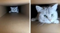 Пушистый Кот против коробки - «Животные приколы»