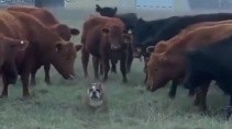 Реакция коров на собаку - «Животные приколы»