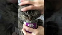 Решила угостить своего кота кошачьей мятой и вот результат - «Видео приколы»