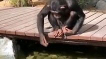Шимпанзе кормит рыбок в пруду - «Животные приколы»