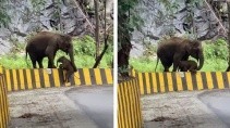 Слониха помогла своему детенышу перебраться через дорожный барьер - «Животные приколы»