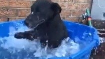 Собака в первый раз принимает ванну - «Животные приколы»