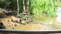 Туристы заманили свинью в логово крокодила - «Животные приколы»