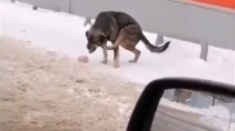 В борьбе за колбасу пес проиграл схватку своей лапе - «Видео приколы»