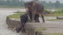 В Индии слоны помогли чужому слоненку выбраться из реки - «Животные приколы»