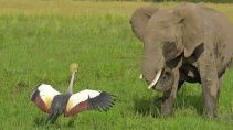 Журавль против слона хотевшего растоптать его гнездо - «Животные приколы»