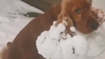 Зимняя прогулка для лохматого пса закончилась неожиданностью - «Видео приколы»