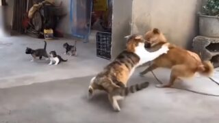 Как кошки издеваются над собаками которые их обижают - «Животные приколы»