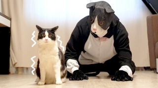 Как реагирует кот на хозяина в костюме большого кота - «Видео приколы»