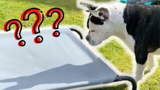 Неожиданная реакция собаки на свою тень - «Видео приколы»