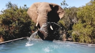 Слон пришел в гости попить воды - «Животные приколы»