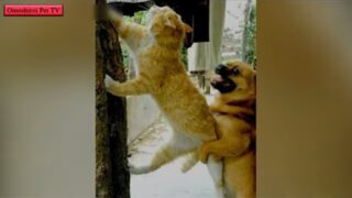Смешное поведение кошек и собак в совместной жизни - «Животные приколы»