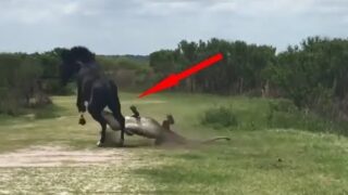 На что способна лошадь когда ей угрожает опасность - «Животные приколы»