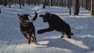 Пантера в зимнем лесу с собакой ротвейлером - «Животные приколы»