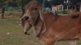 Корова с самыми большими ушами - «Видео приколы»