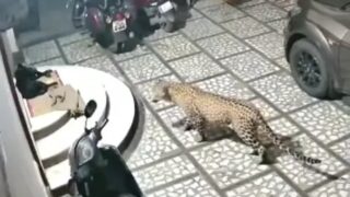 Леопард напал на пса спящего на крыльце - «Животные приколы»