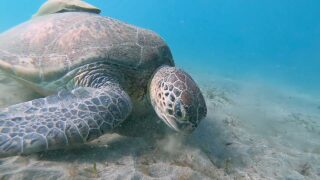 Морская черепаха вблизи с рыбой прилипалой в Красном море - «Животные приколы»