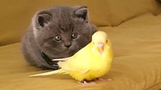 Забавный котенок с попугайчиком боятся друг друга - «Животные приколы»