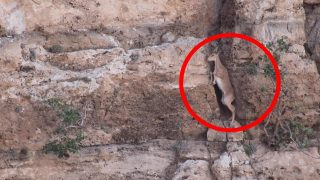 Анаталийский (Безоаровый) козёл осторожно карабкается по скале - «Животные приколы»