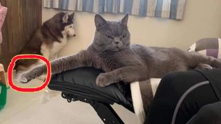 Кошки которые дразнят и дерутся с собаками — Видео про смешных кошек - «Животные приколы»