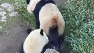 Любвеобильная панда пытается привлечь внимание самца который занят поеданием бамбука - «Животные приколы»